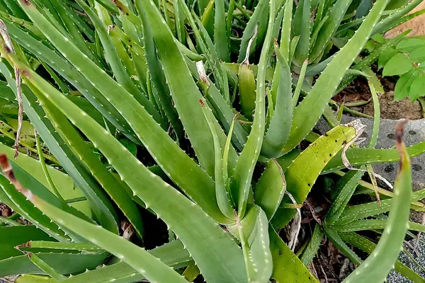 Aloe Vera benefits