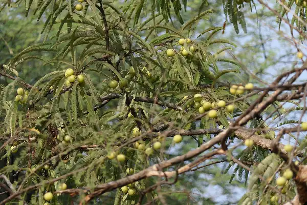 Amla benefits