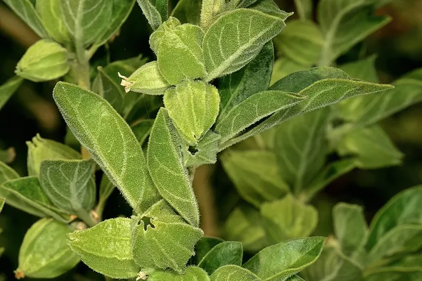Ashwagandha benefits