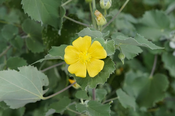 Atibala benefits