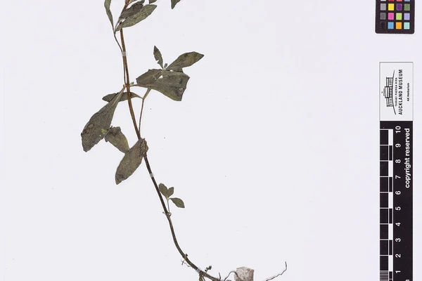 Bhringraj benefits