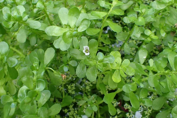Brahmi benefits
