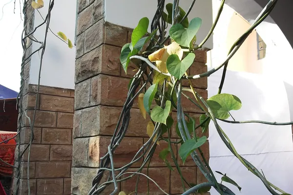 Guduchi benefits