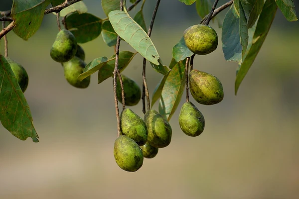 Haritaki benefits