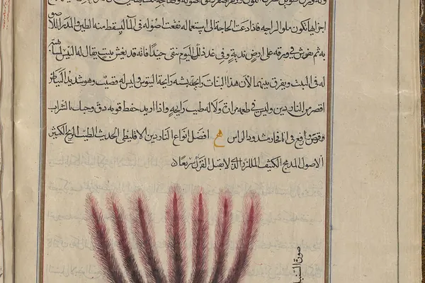 Jatamansi benefits