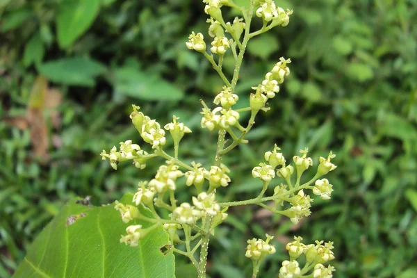 Jyotishmati benefits