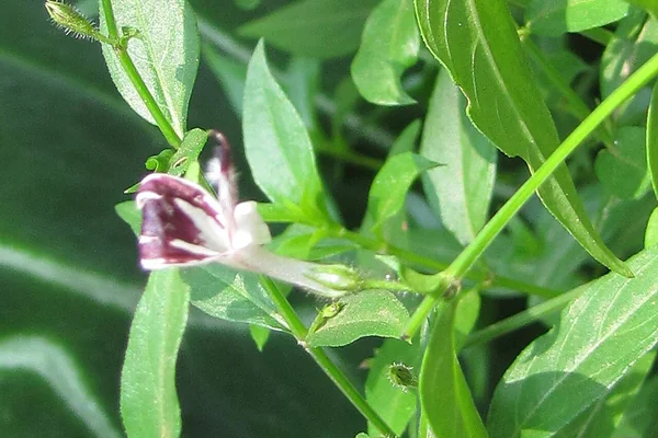 Kalmegh benefits