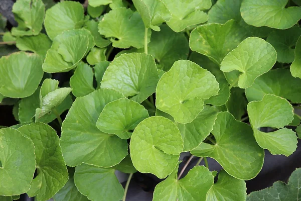 Mandukaparni benefits