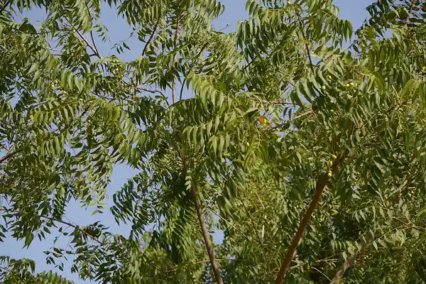 Neem benefits