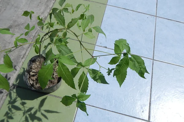 Nirgundi benefits