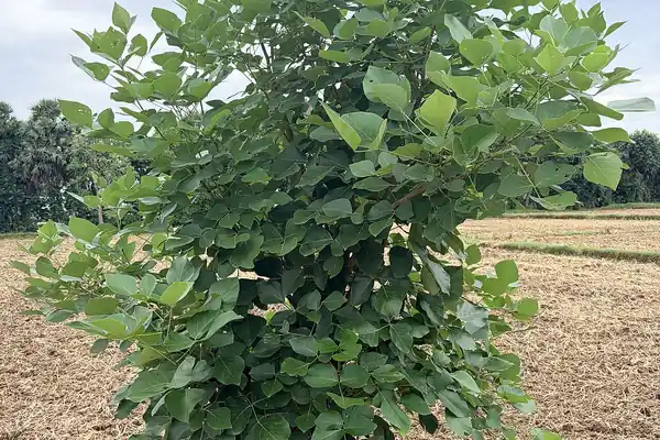Palasha benefits