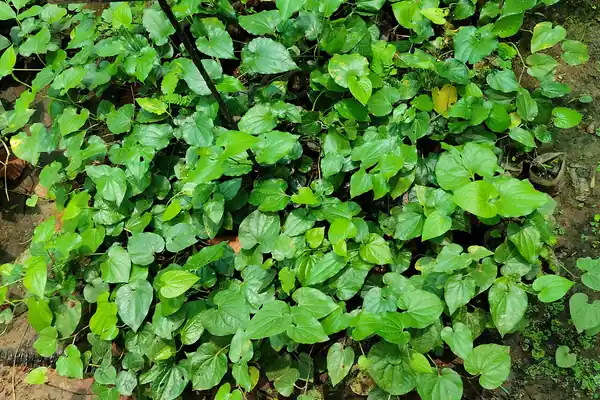 Pippali benefits