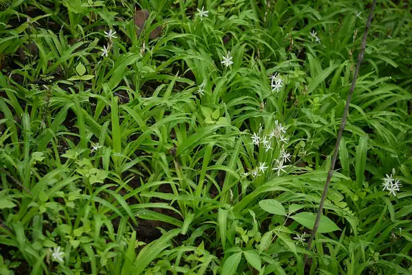 Safed Musli benefits