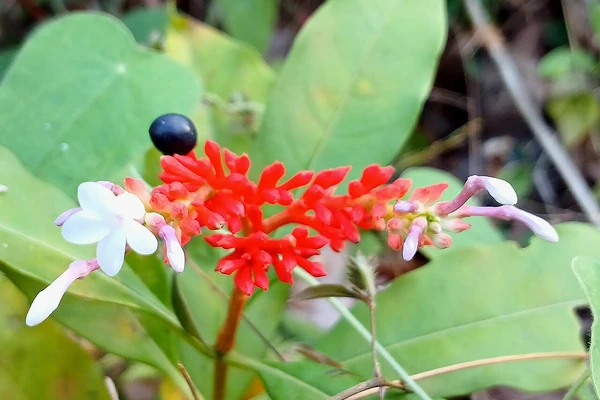 Sarpagandha benefits