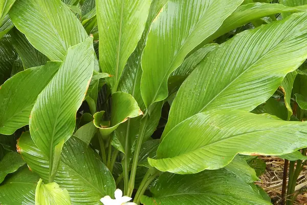 Turmeric benefits