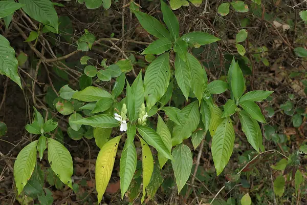 Vaasaa benefits