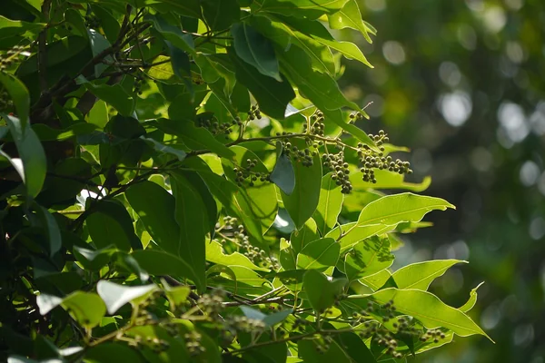 Vidanga benefits
