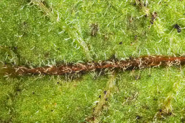 Aaluka benefits