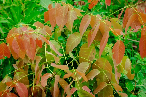 Aamraataka benefits