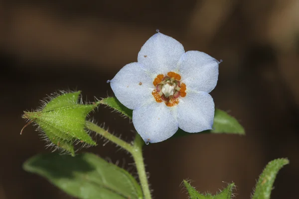 Adah-pushpi benefits