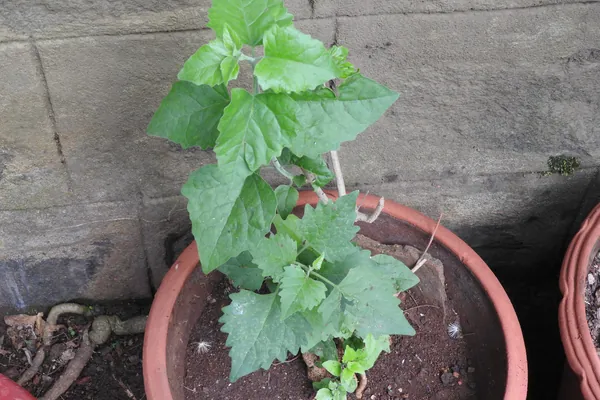 Agnimantha (Clerodendrum) benefits