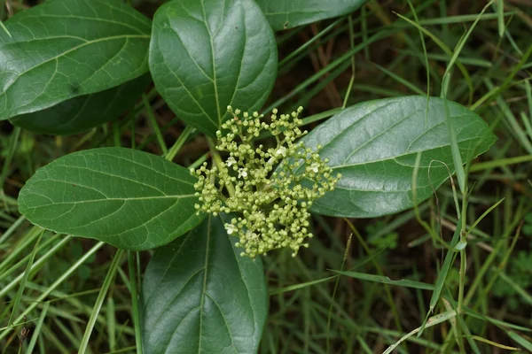 Agnimantha benefits