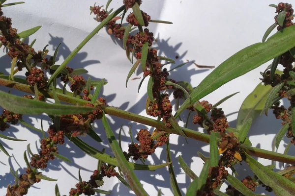 Agnipatri benefits