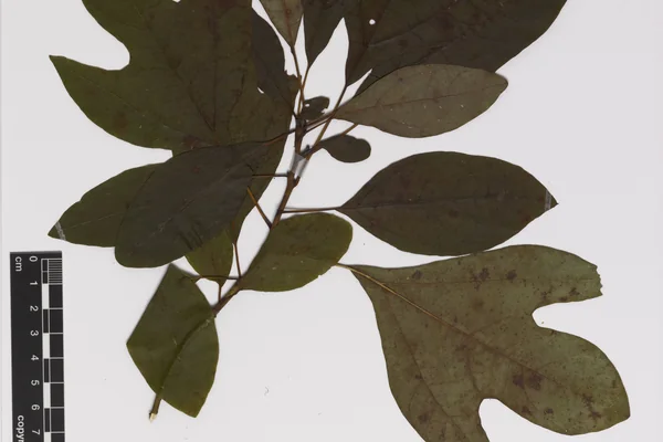 Ague tree benefits