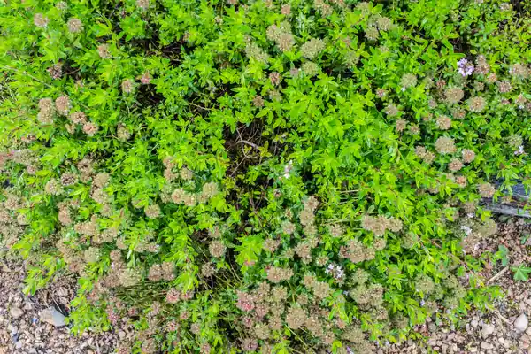 Ajagandhaa benefits