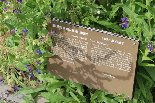 Alkanet benefits