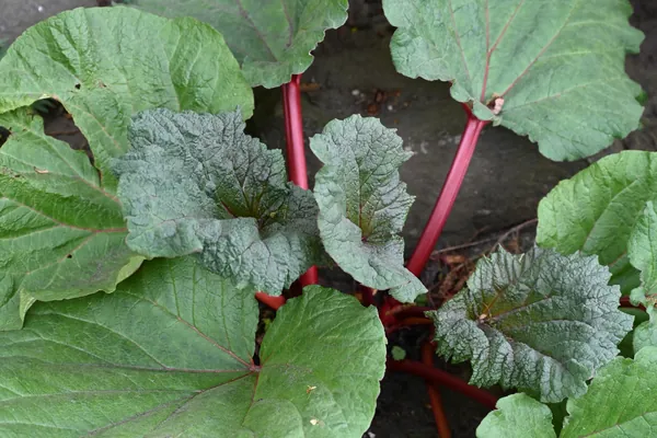 Amlaparni benefits