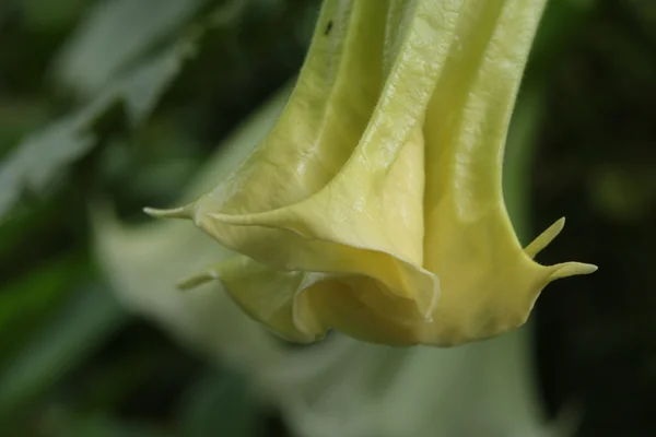 Angel’s Trumpet benefits