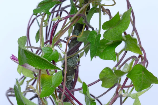 Antah-kotarpushpi benefits