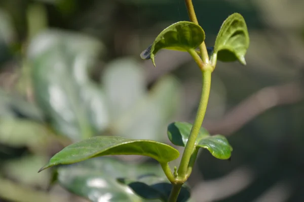 Antamuula benefits