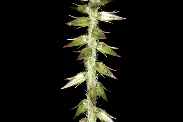 Apamarga benefits