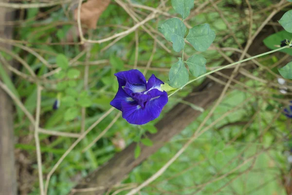 Aparajita benefits