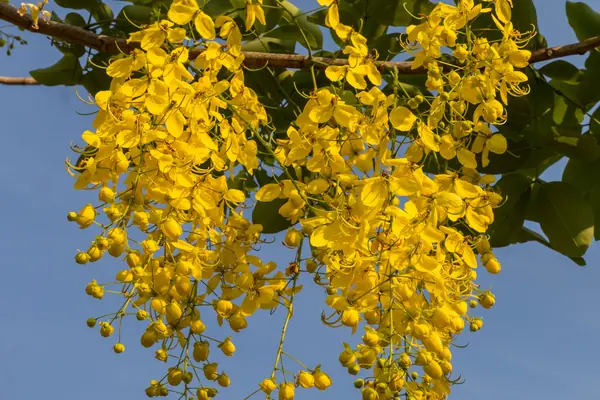 Aragvadha benefits