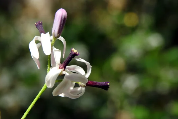 Arangaka benefits