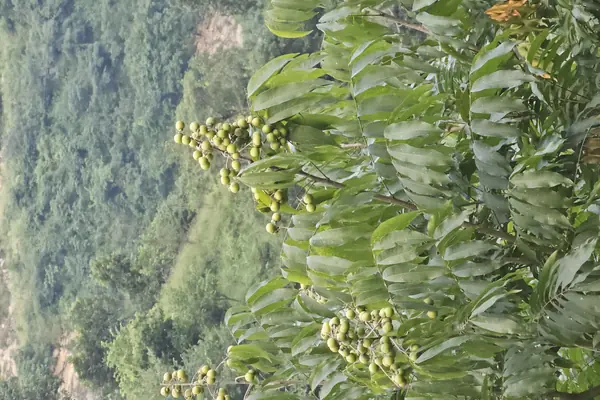 Arishtaka benefits