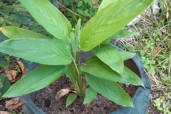 Arrowroot benefits