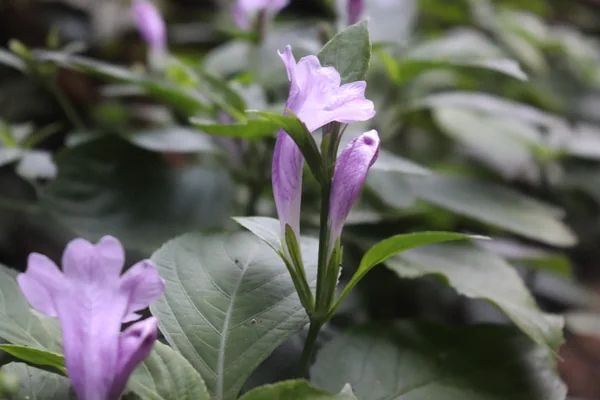 Assam Indigo benefits