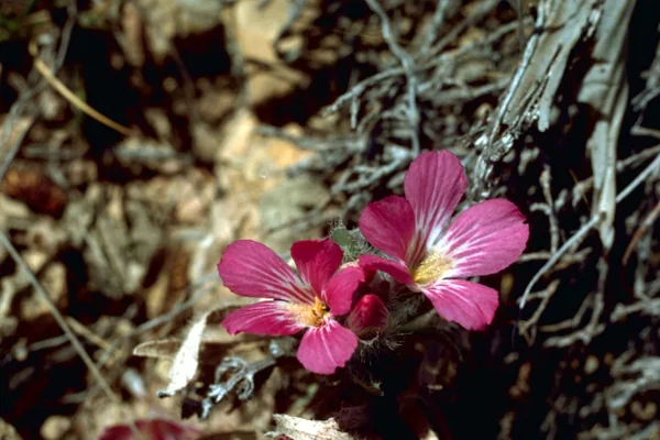 Atasi benefits