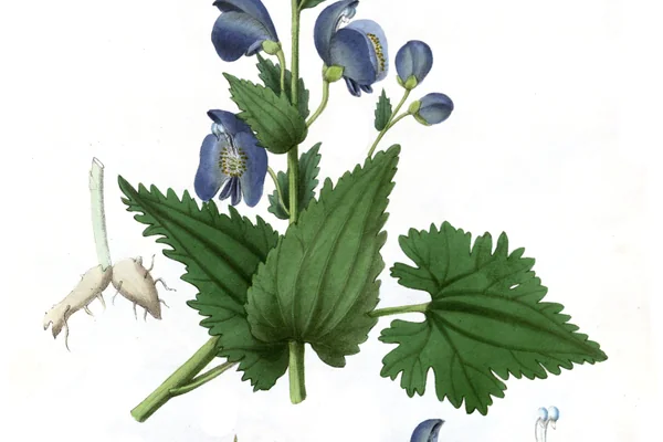 Ativisha benefits