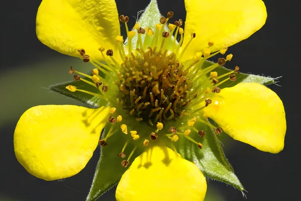 Avens Root benefits
