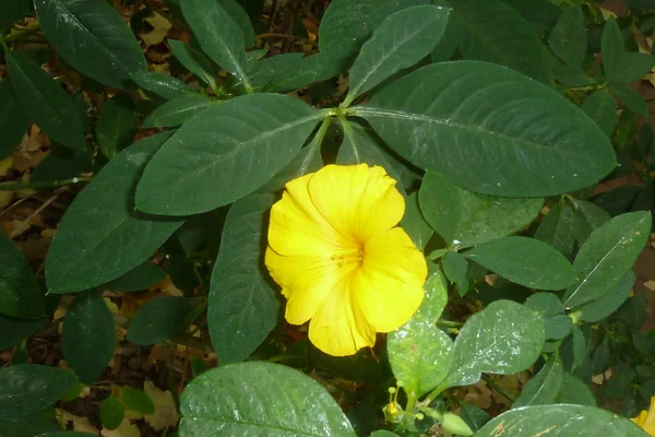 Baasanti benefits