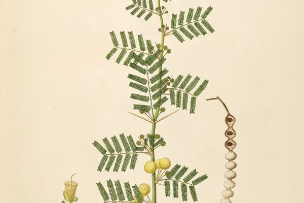 Babbuula benefits