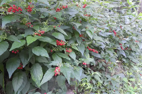 Baby Pepper benefits