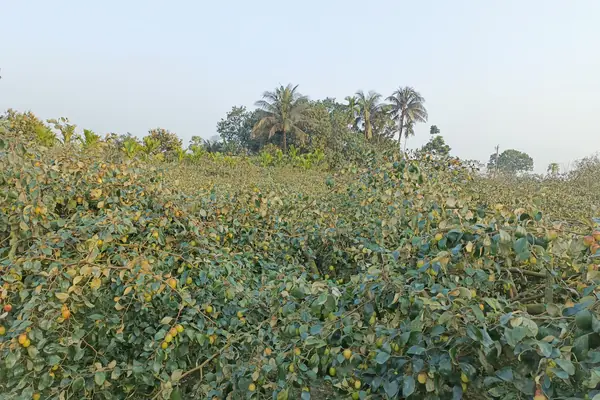 Badara benefits