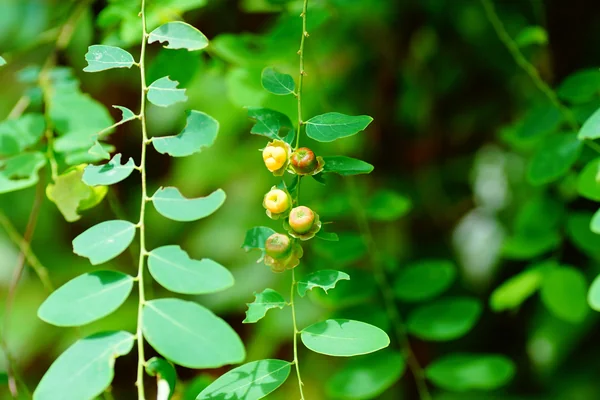 Bahuprajaa benefits