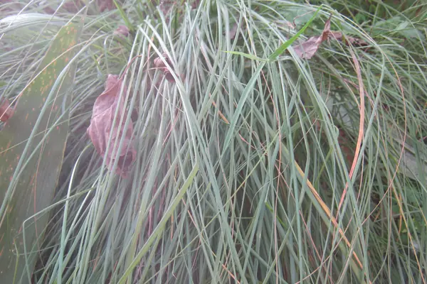 Baib grass benefits